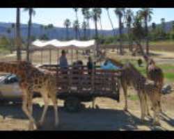 There are numerous packages offered for safari tou There are numerous packages offered for safari tours and they include: behind the scenes safari, cheetah safari, cart safari, jungle ropes safari, car